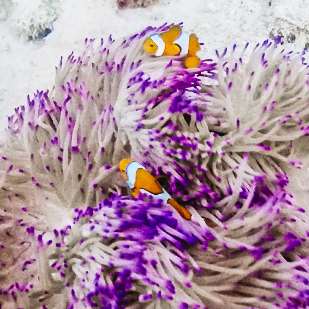 What’s up with the Great Barrier Reef