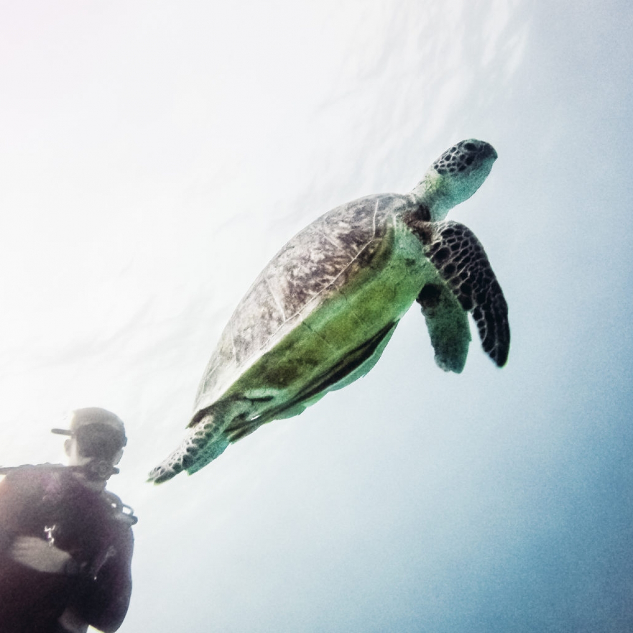 Sailing the Great Barrier Reef with Coral Sea Dreaming