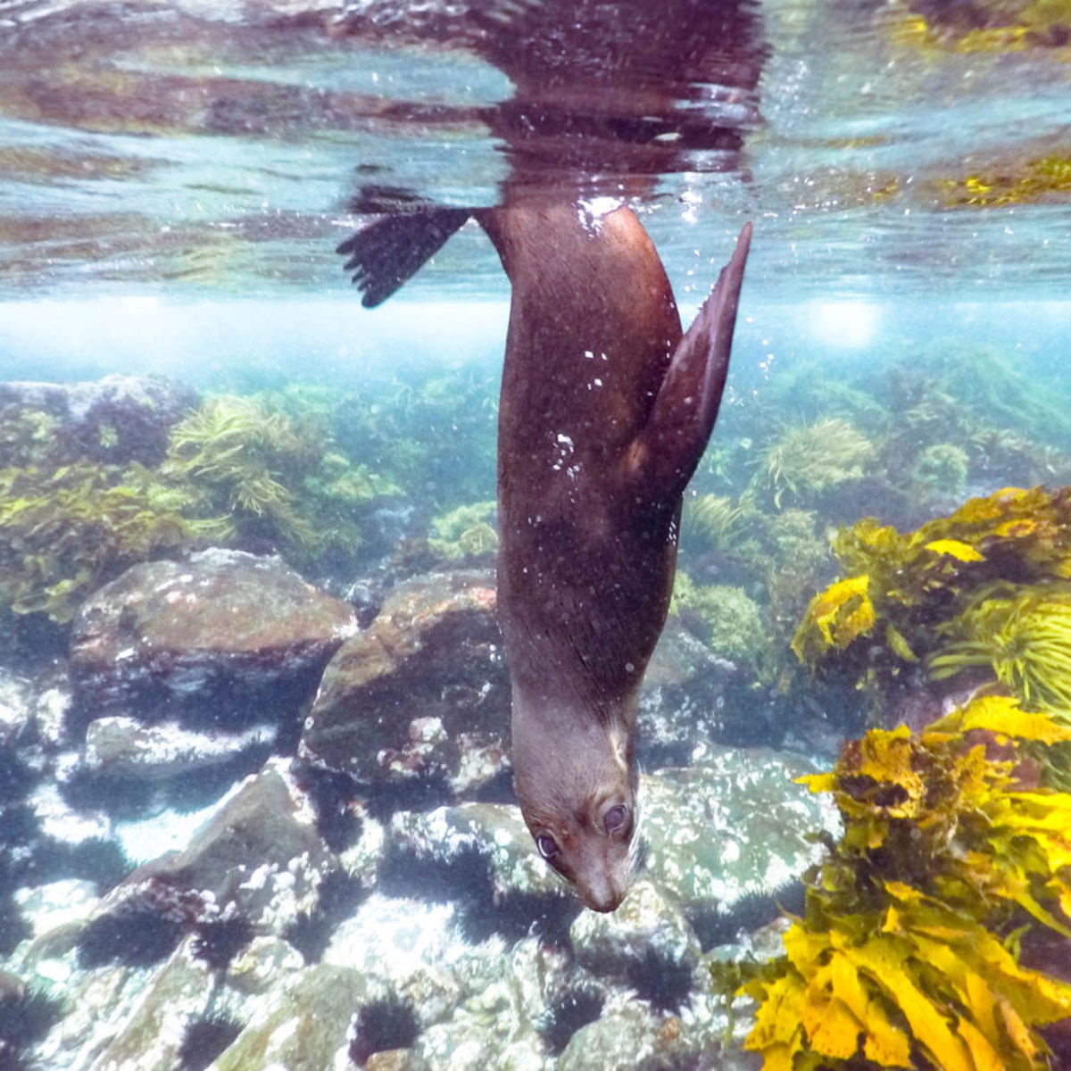 Snorkeling with Seals at Montague Island, NSW, Australia: The most affordable wildlife experience in Australia!