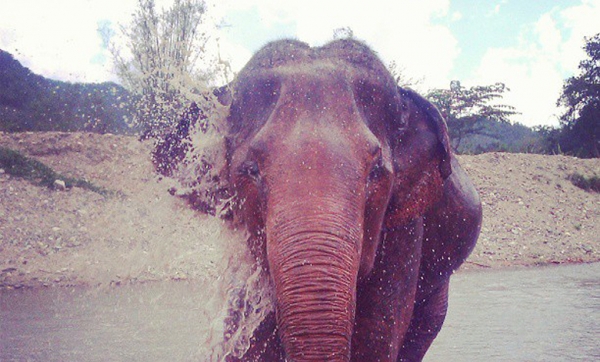 Up North // Ayutthaya and Chiang Mai