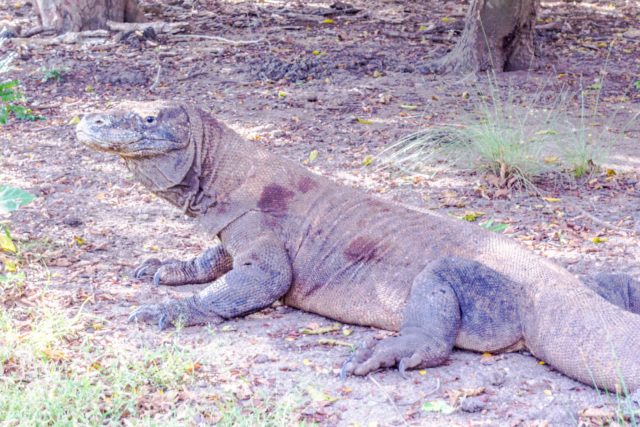 Visit the Komodo Islands without an expensive tour: How to See the