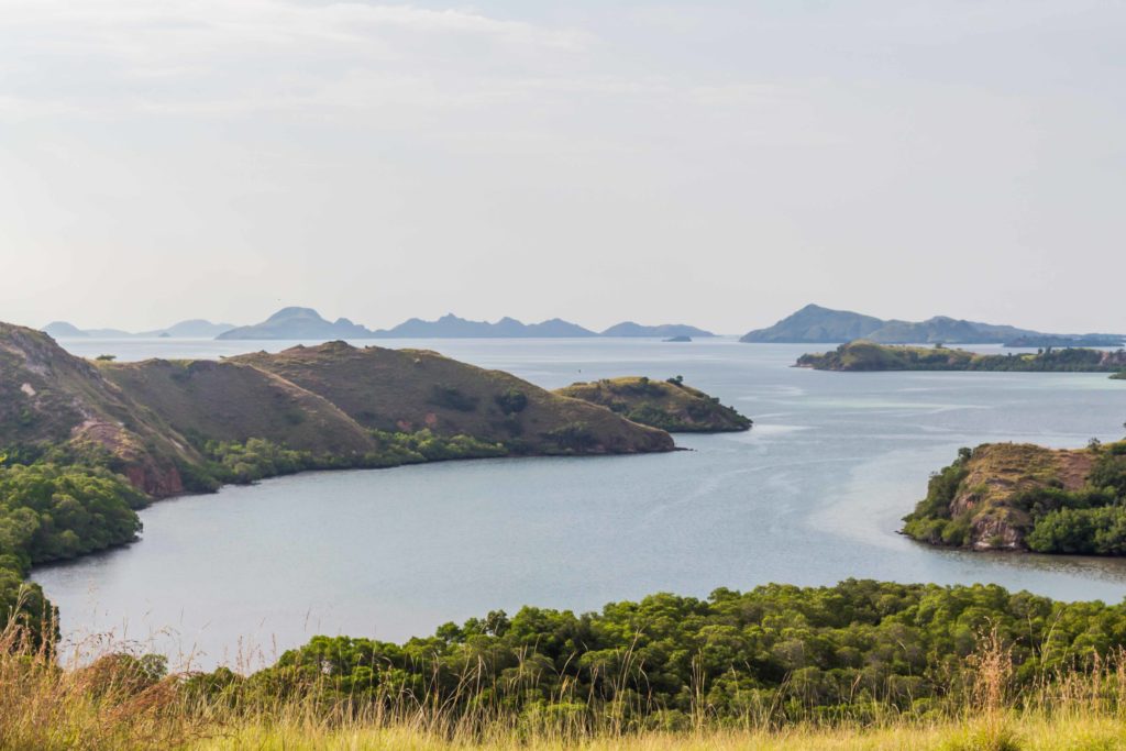 Visit the Komodo Islands without an expensive tour: Up close with the Komodo Dragons