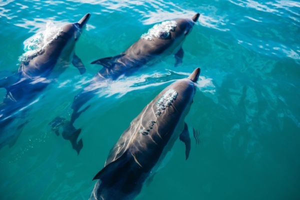 The best town to spot wildlife in New Zealand: Kaikoura