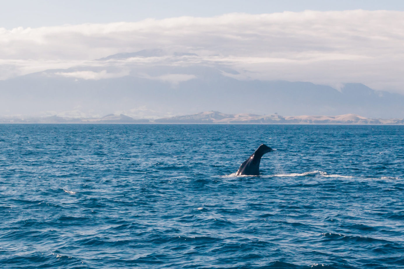 wildlife_in_New_Zealand_Kaikoura_visit_spermwhales_bluewhales_dolphins_wildlife