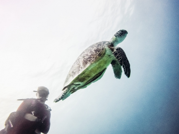 Sailing the Great Barrier Reef with Coral Sea Dreaming