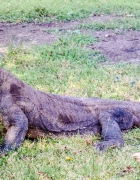 How to Pack Light for a Festival in 2019: Outfit Inspiration + Packing List