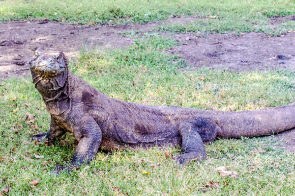 Visit the Komodo Islands without an expensive tour: How to See the Komodo Dragons In Real Life!