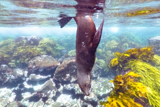 Snorkeling with Seals at Montague Island, NSW, Australia: The most affordable wildlife experience in Australia!