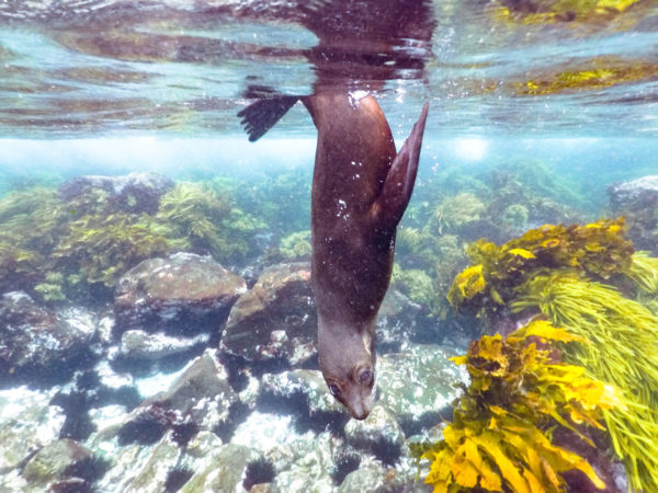 Snorkeling with Seals at Montague Island, NSW, Australia: The most affordable wildlife experience in Australia!