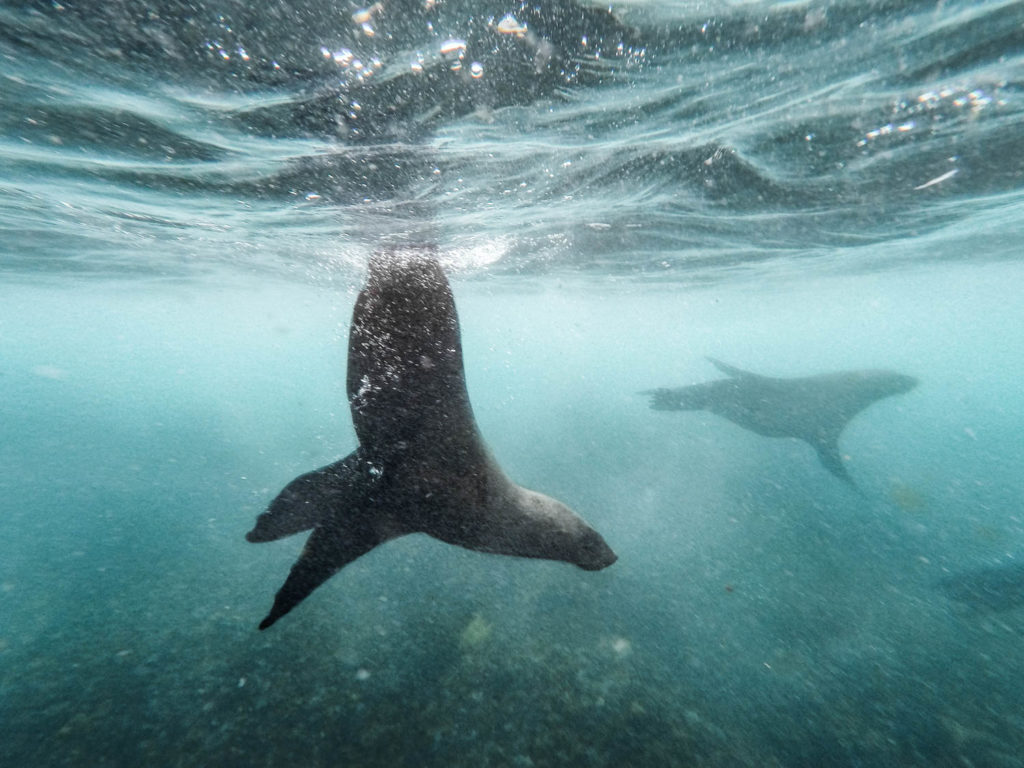 snorkeling-with-seals-montague-island-narooma-nsw-australia