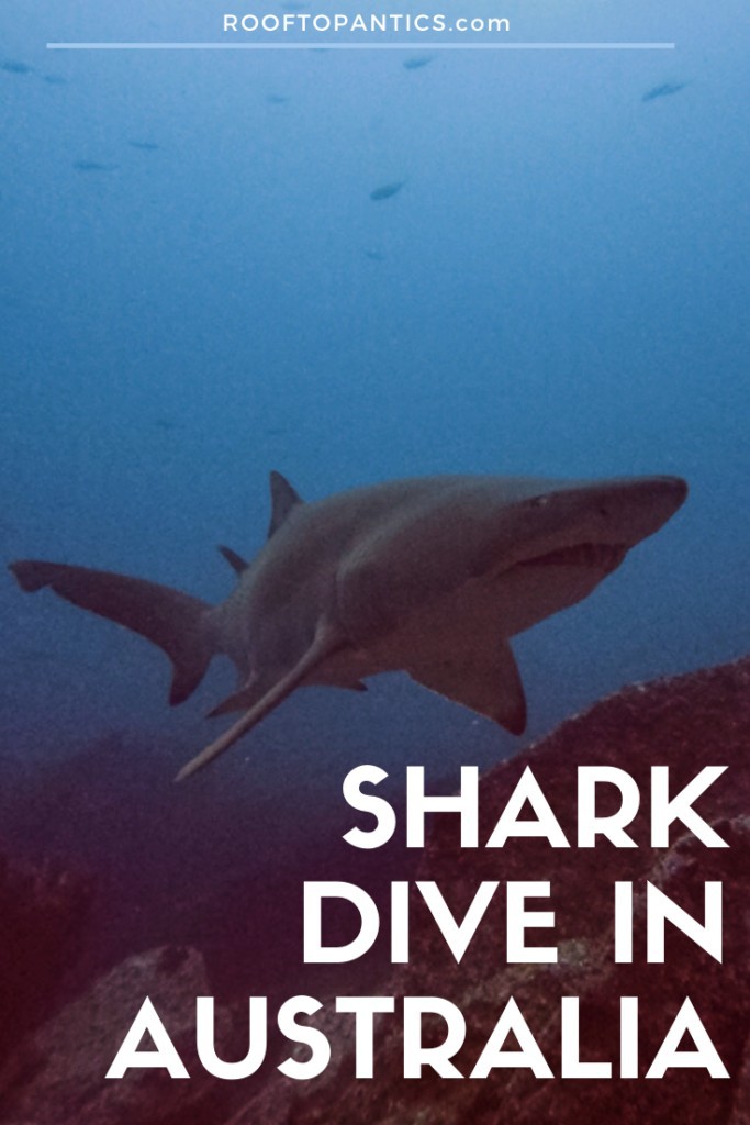 South West Rocks Dive: Scuba diving with grey nurse sharks in South West Rocks, Australia