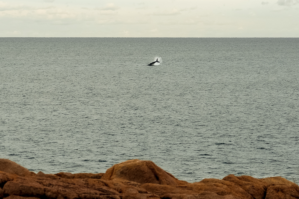 Whales spotted of the Nelson Bay cliffs close to Stockton Beach, NSW